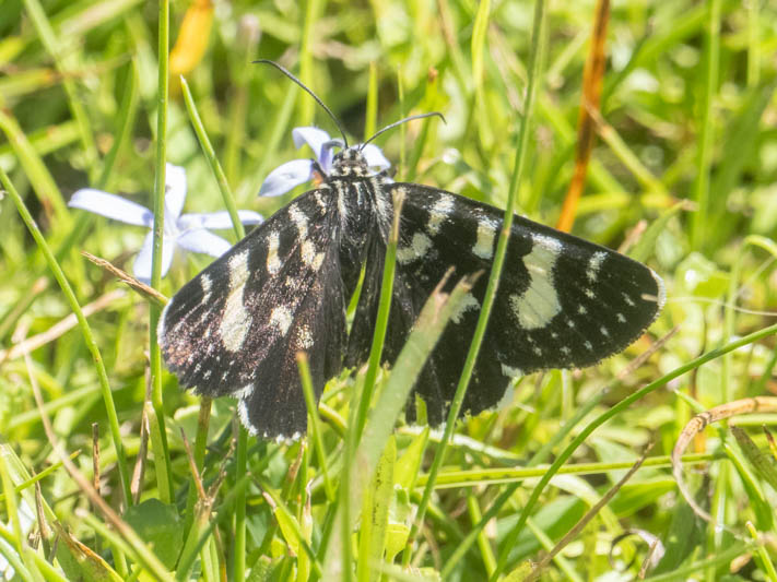 Phalaenoides tristifica.jpg